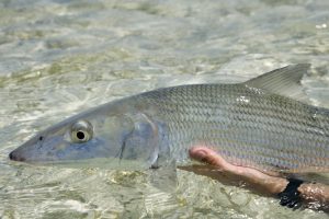 Bahamas Bonefish Close-Up